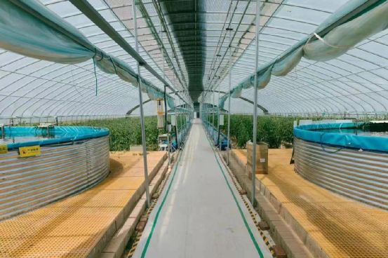 農(nóng)政齊民 以魚菜共生智慧工廠，書寫城市菜籃子保供新篇章