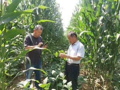 山西農(nóng)大農(nóng)學(xué)院科技服務(wù)團(tuán)隊(duì)深入太原北部現(xiàn)代農(nóng)業(yè)公園，助力大豆產(chǎn)業(yè)提質(zhì)增效