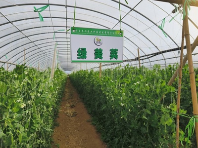 科技特派團(tuán)精準(zhǔn)服務(wù)，激發(fā)祥云蔬菜產(chǎn)業(yè)新動(dòng)能